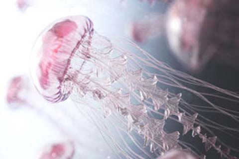 http://foshan.papirsys.com/post/202.html|佛山捐卵价格